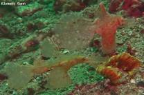 <p>two hairy seagras ghostpipe fish</p>
