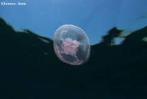 <p>jellyfish floating over napantao wall</p>