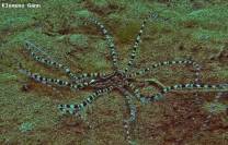 <p>mimic octopus crawling over sand, searching for a hiding place.</p>