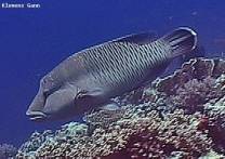 <p>napoleon fish at dolphin house</p>