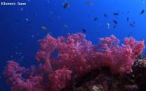 <p>pinkk soft corals at white beach dive site</p>
