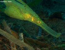 <p>well camouflaged seagras ghostpipefish</p>