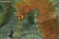 <p>seahorse in the seagras area at ginama point</p>