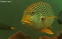 <p>sweetlips are seen on the reef shelf of tongo sanctuary</p>