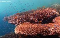 <p>there are plenty healthy table corals in just 5m depth</p>