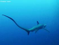 thresher shark on Pescador island hunting sardines