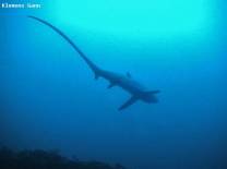 <p>thresher shark shot from underneath a Monad shoal, Malapascua.</p>