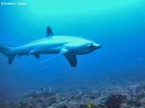 <p>pelagis thresher shark gets cleaned on Monad shoal, malapascua.</p>