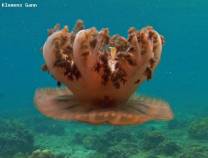 <p>the upsidedown jellyfish is a permanent resident at the dive site moalboal bay</p>
