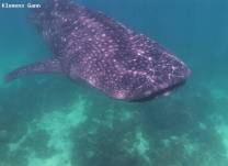 whaleshark approaching photographer close to surface