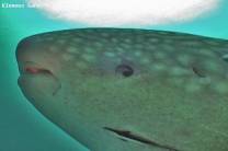 <p>close up of whale shark eye</p>
