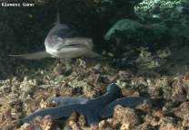 <p>juvenile whitetip reef sharks can be found in shallow depth under table corals</p>