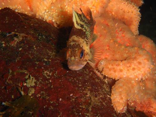 copperrockfish001.jpg