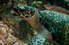 <p>This turtle was eating and stayed close for a long time.</p>