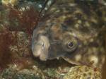 Flounder @ Port Quin shore dive