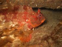 Tompot Blenny on the S.S. Runswick Wreck.