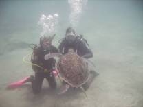 <p>One of the many Green Turtles here at the dive site El Puertito in Tenerife.</p>