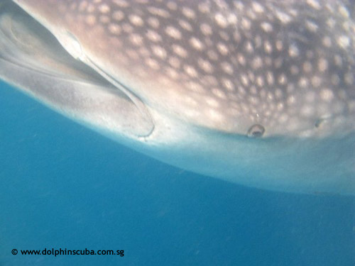 close_up_whale_shark.jpg