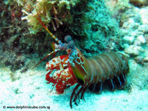 mantis_shrimp_napoleons_point.jpg