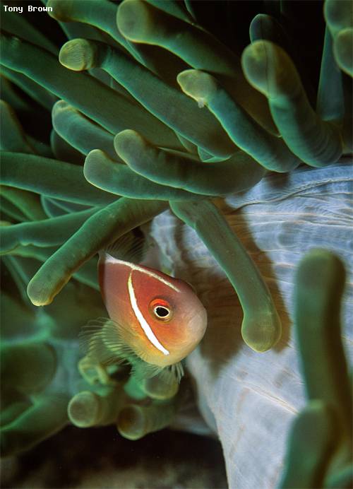 anemone_fish.jpg