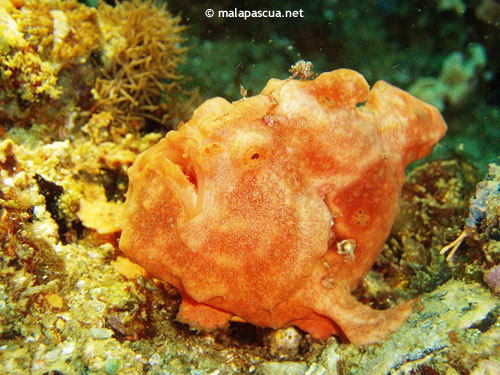 frogfish_north_point.jpg