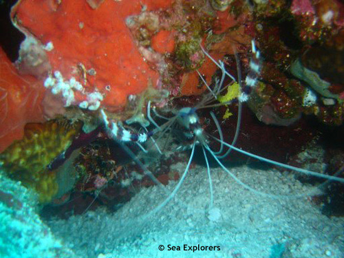 banded_boxer_shrimp_maldives.jpg