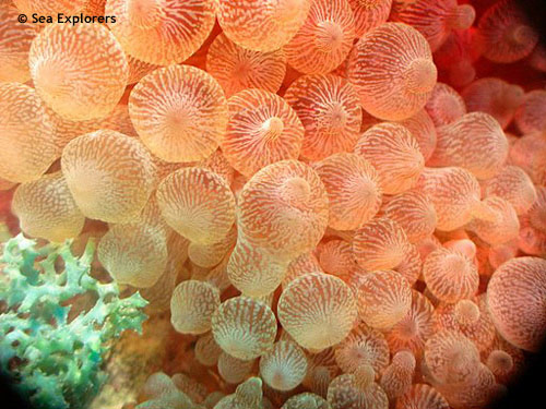 bulb_tentacle_anemone.jpg