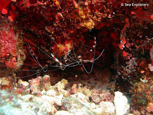 male_atoll_banded_boxer_shrimp.jpg